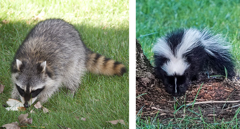 Skunks are often gentle diggers. Raccoons can be more aggressive and dig up larger sections. Neither is trying to hurt the lawn. They are following the smell of insects close to the surface, especially in fall.