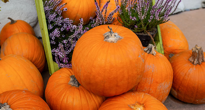 You cannot put your lawn in a glass bubble for the entire season. That would not be any fun. You can, however, make a few smart moves to keep "pumpkin spice season" enjoyable.