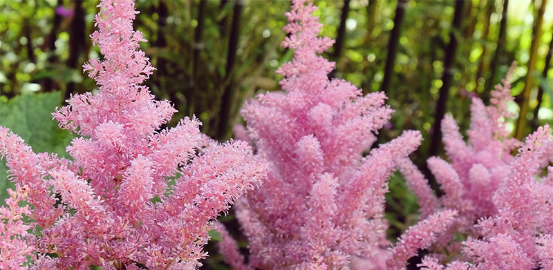 Rheinland Astilbe