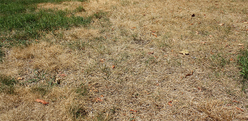 Helping Your Lawn Through Drought Stress
