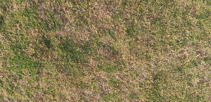 If you are staring at straw-colored patches and worrying that your lawn might be dead, you are not alone. The good news is that the problem might be drought stress and not permanent loss.