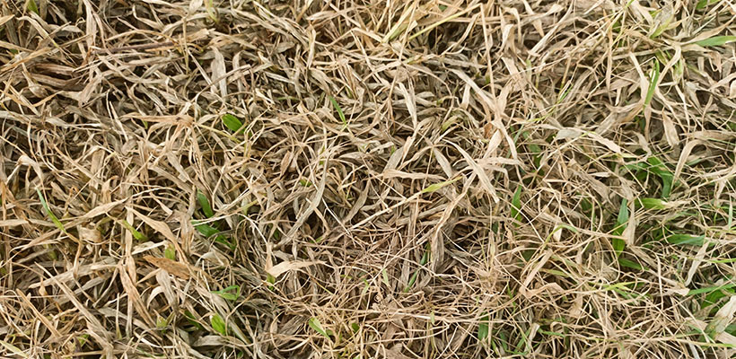 If the lawn is barely growing, it is fine to mow less often or even skip a week.