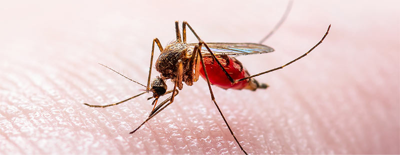 Masks Not Required for this Virus!