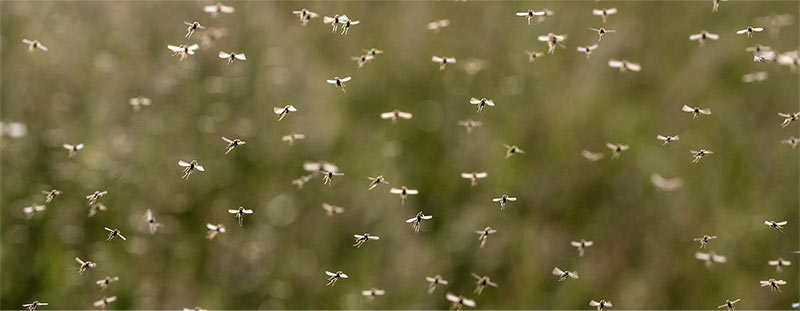 Mosquitoes have arrived...let's quarantine them!