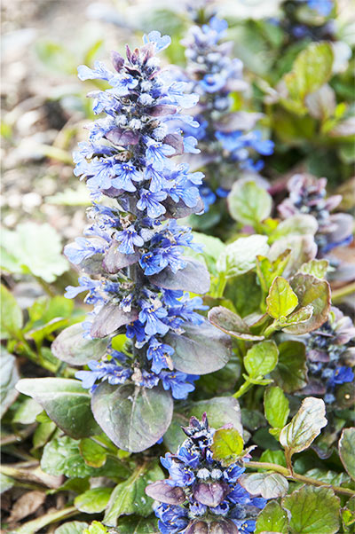 Catlin’s Giant Ajuga