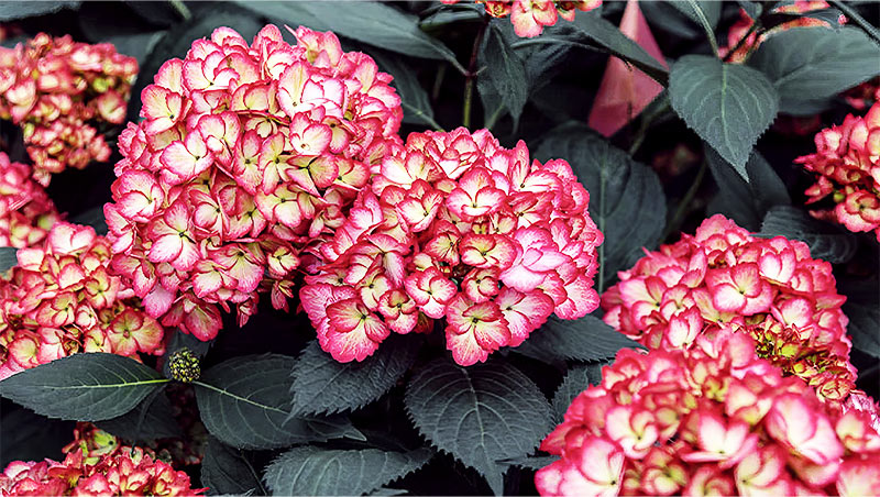 Eclipse Hydrangea
