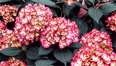 Eclipse Hydrangea