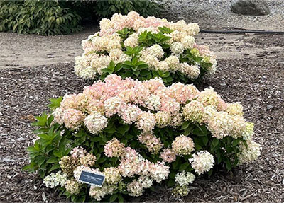 Fire Light Tidbit Hydrangea