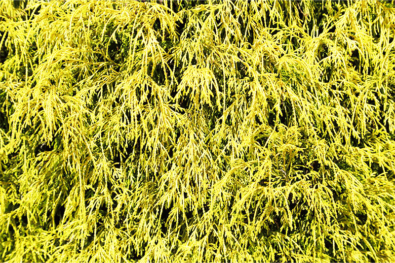 Golden Mop Cypress