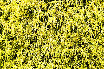 Golden Mop Cypress