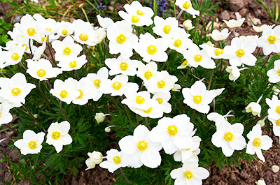 Honorine Jobert Anemone