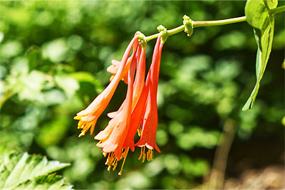 Major Wheeler Honeysuckle Vine