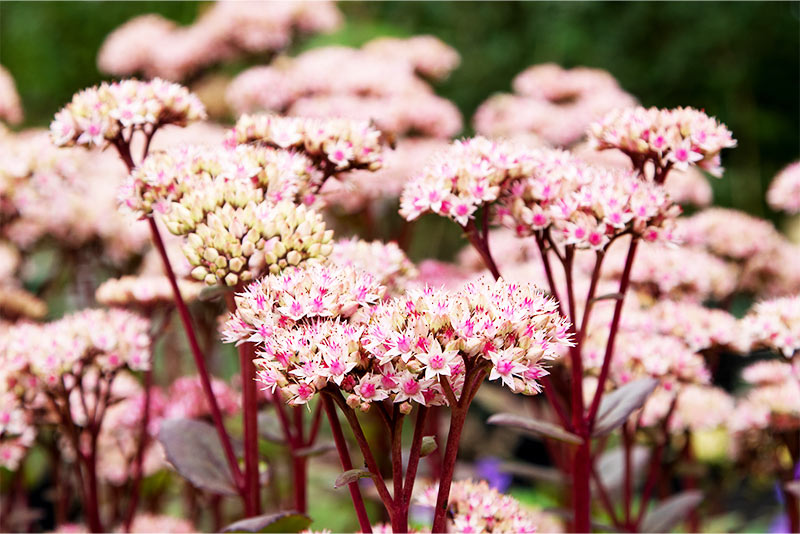 Matrona Sedum