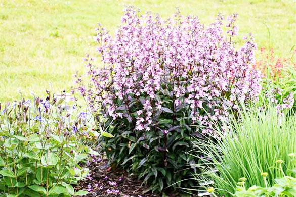 Midnight Masquerade (Beardtongue)