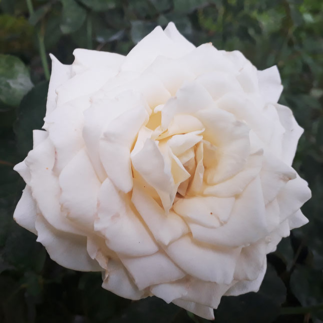White Drift Rose