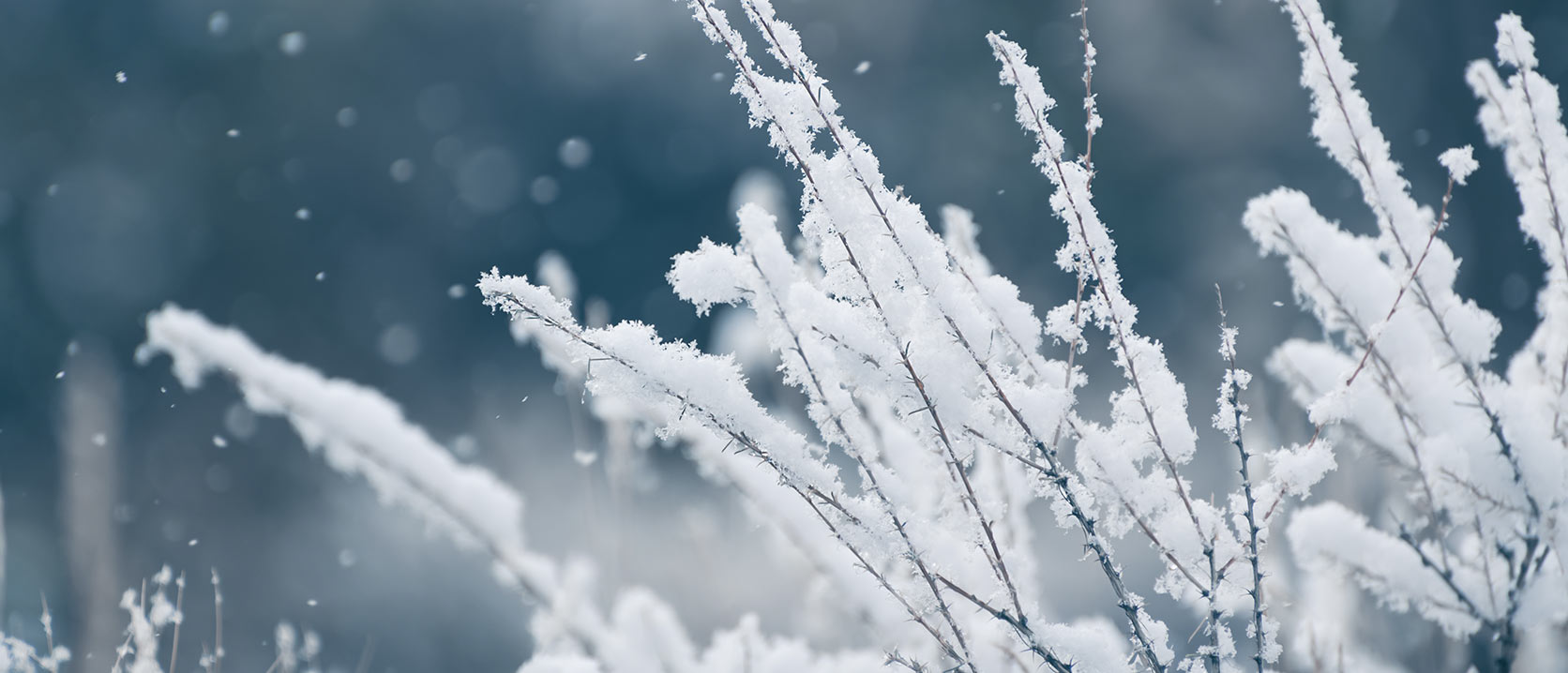 Winter Tips for Better Gardens