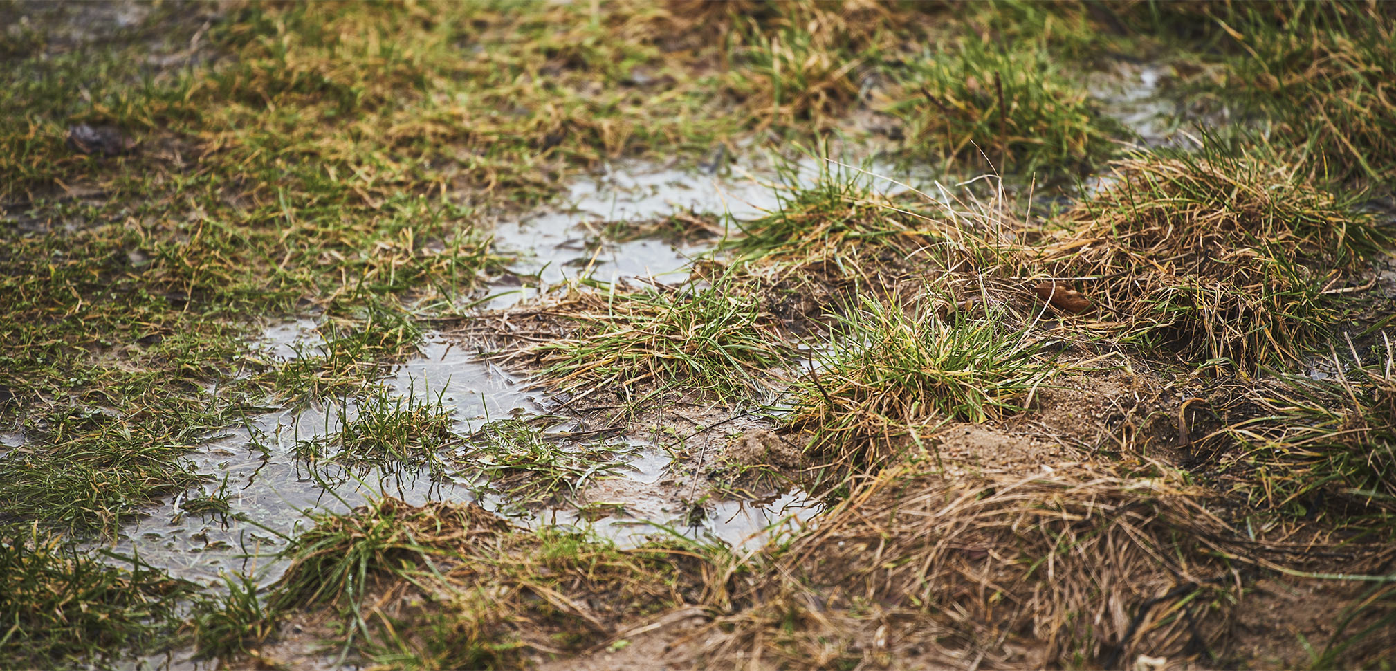 Water sitting on the surface of a lawn instead of soaking in